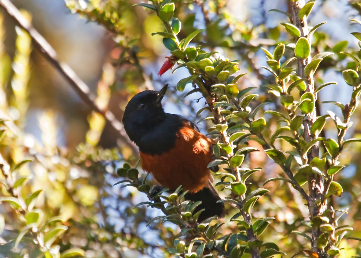 Chestnut-bellied Flowerpiercer - Nigel Voaden