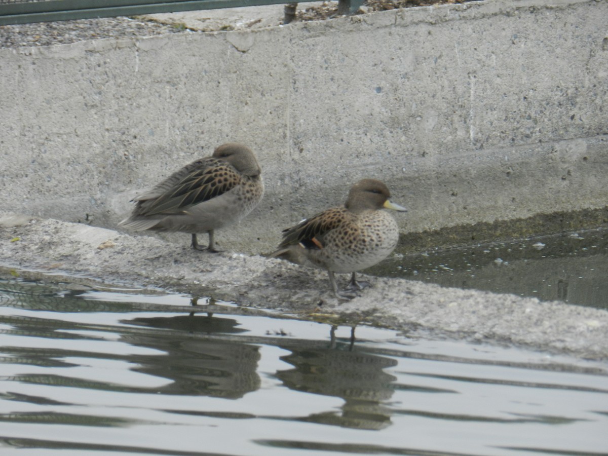 Yellow-billed Teal - ML45284761