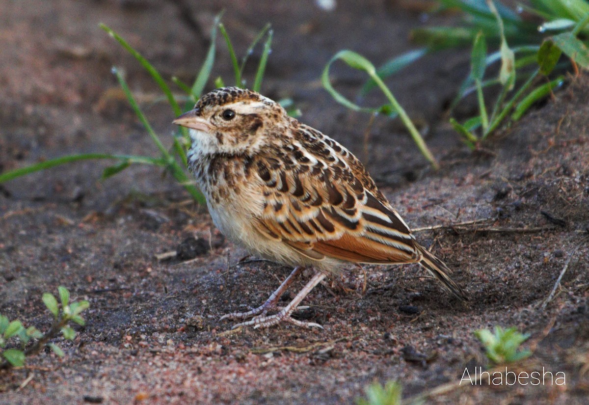 White-tailed Lark - Abdulrahman Adam