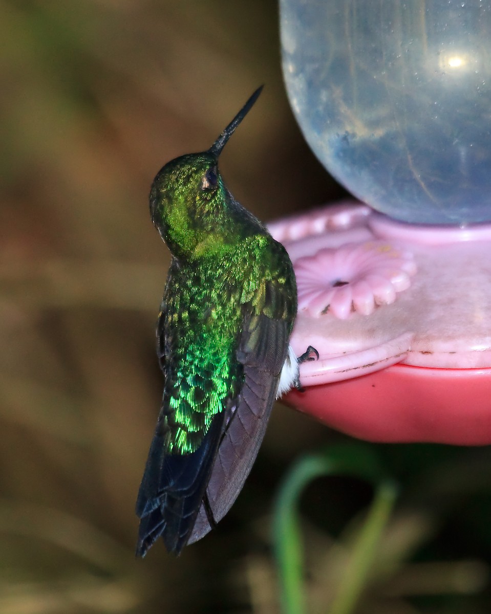 Glowing Puffleg - ML45284791