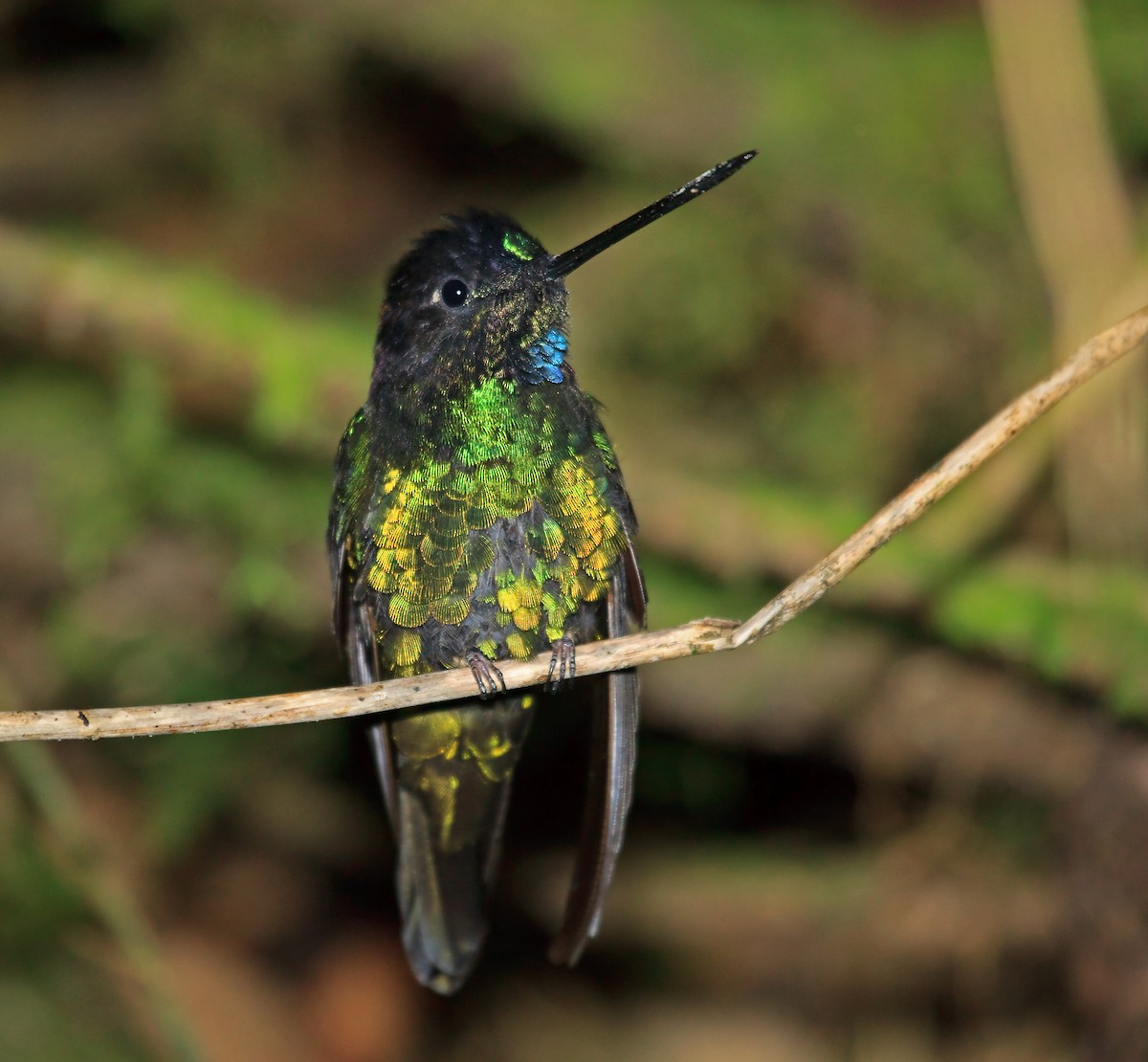 Dusky Starfrontlet - Nigel Voaden