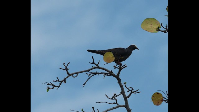 White-crowned Pigeon - ML452848801