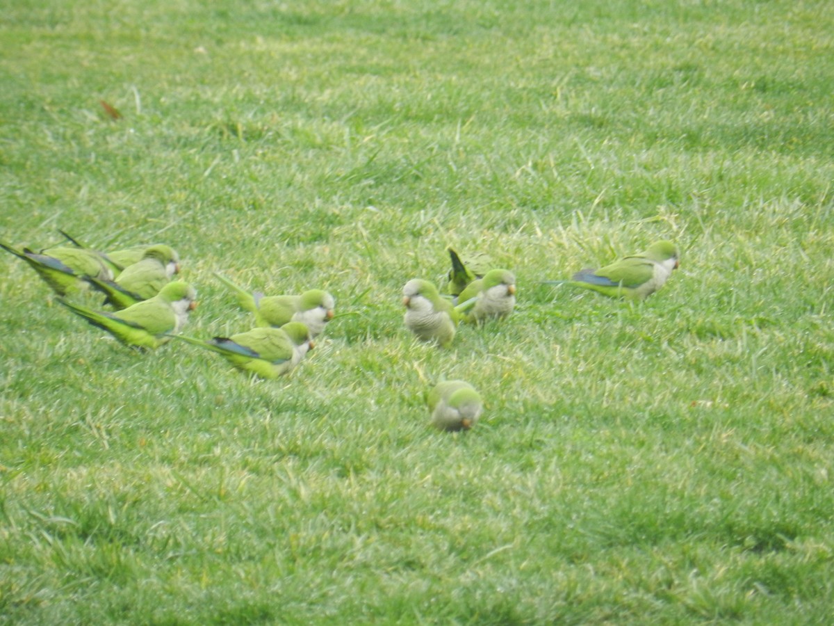 Monk Parakeet - ML45284881