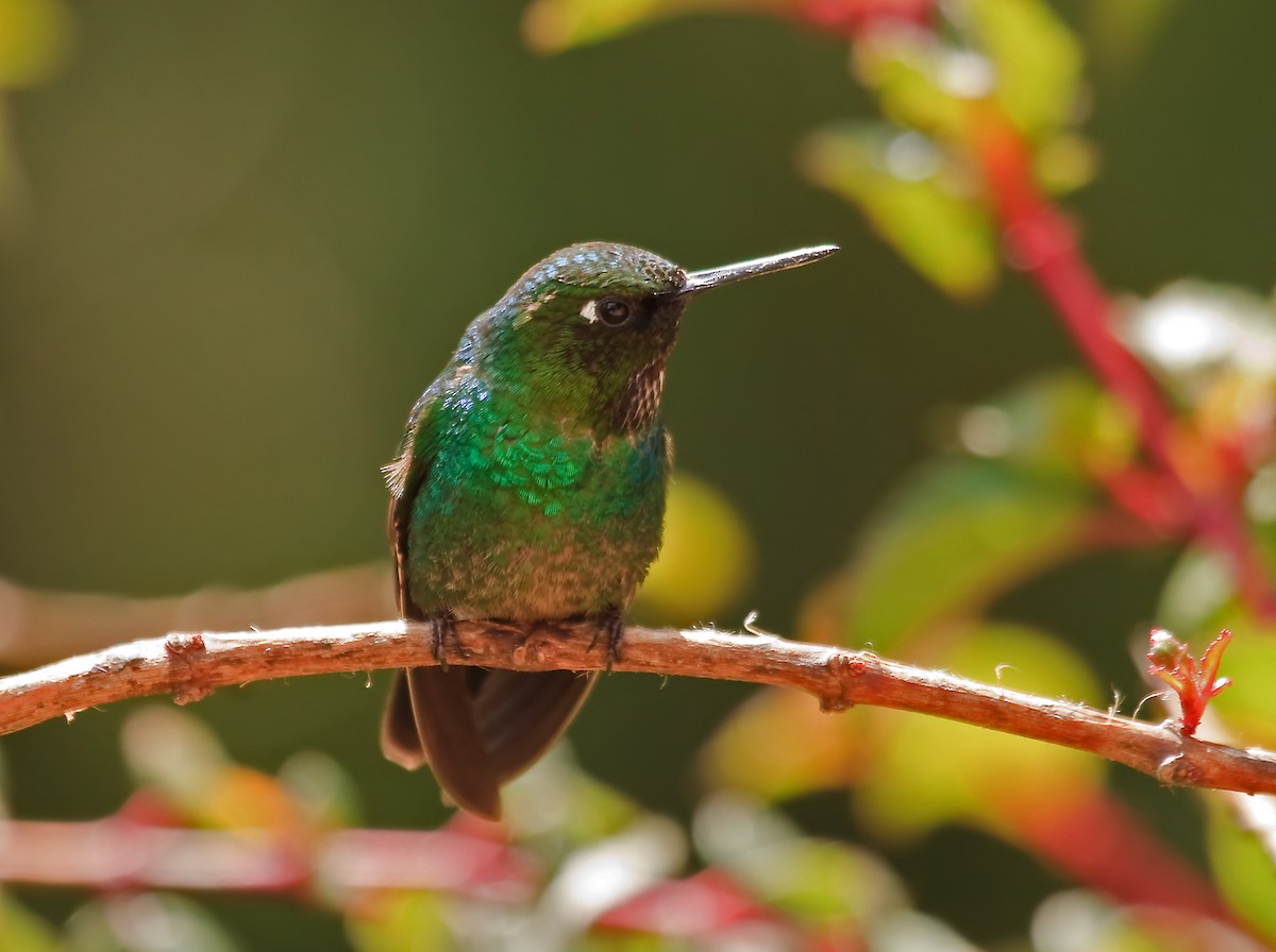 Tourmaline Sunangel - Nigel Voaden