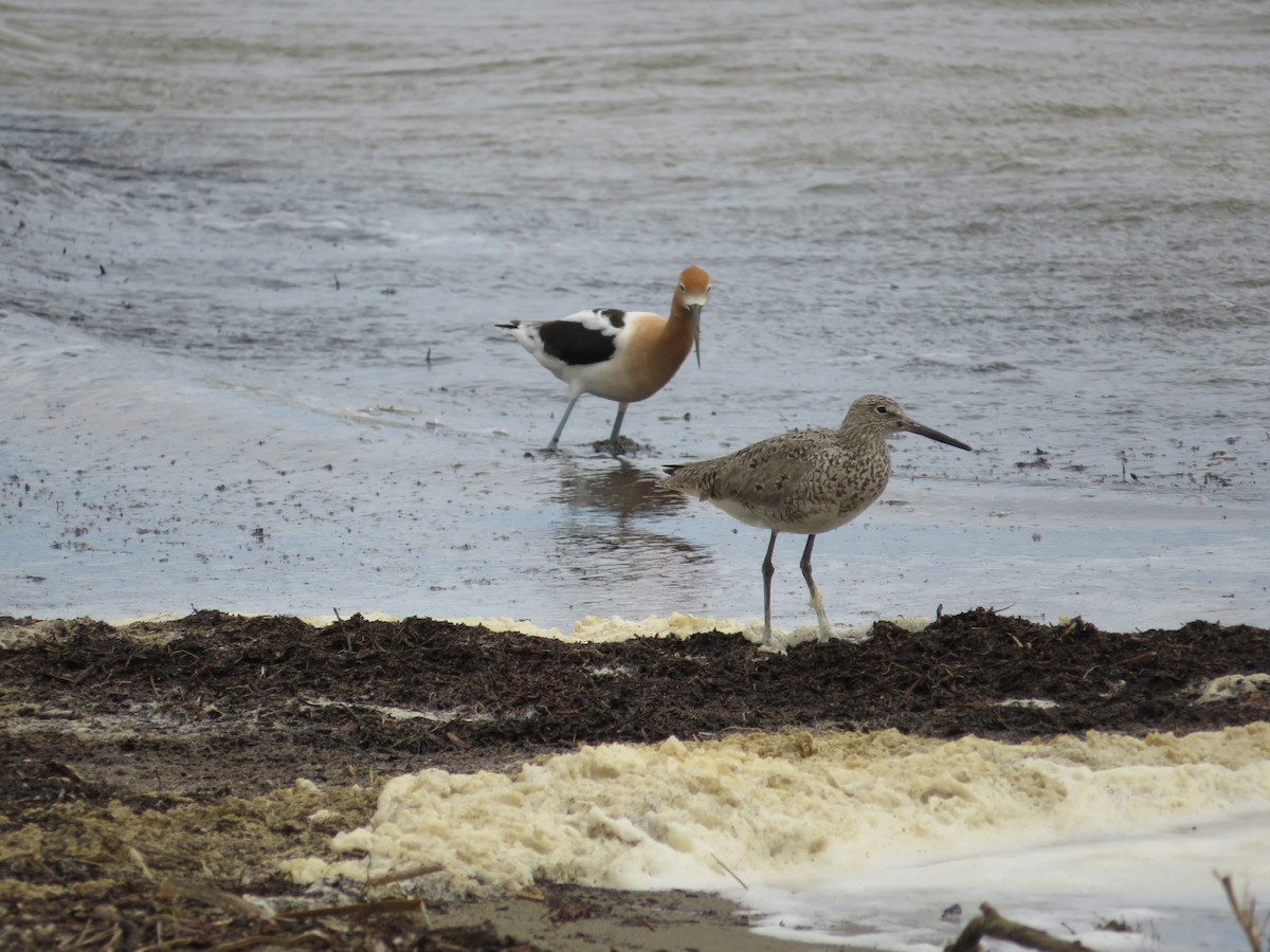 Willet - ML452848961