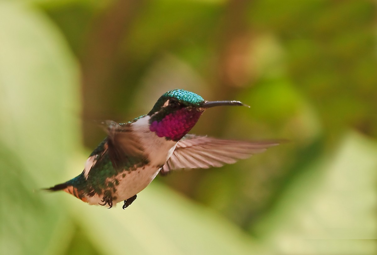 White-bellied Woodstar - ML45284931