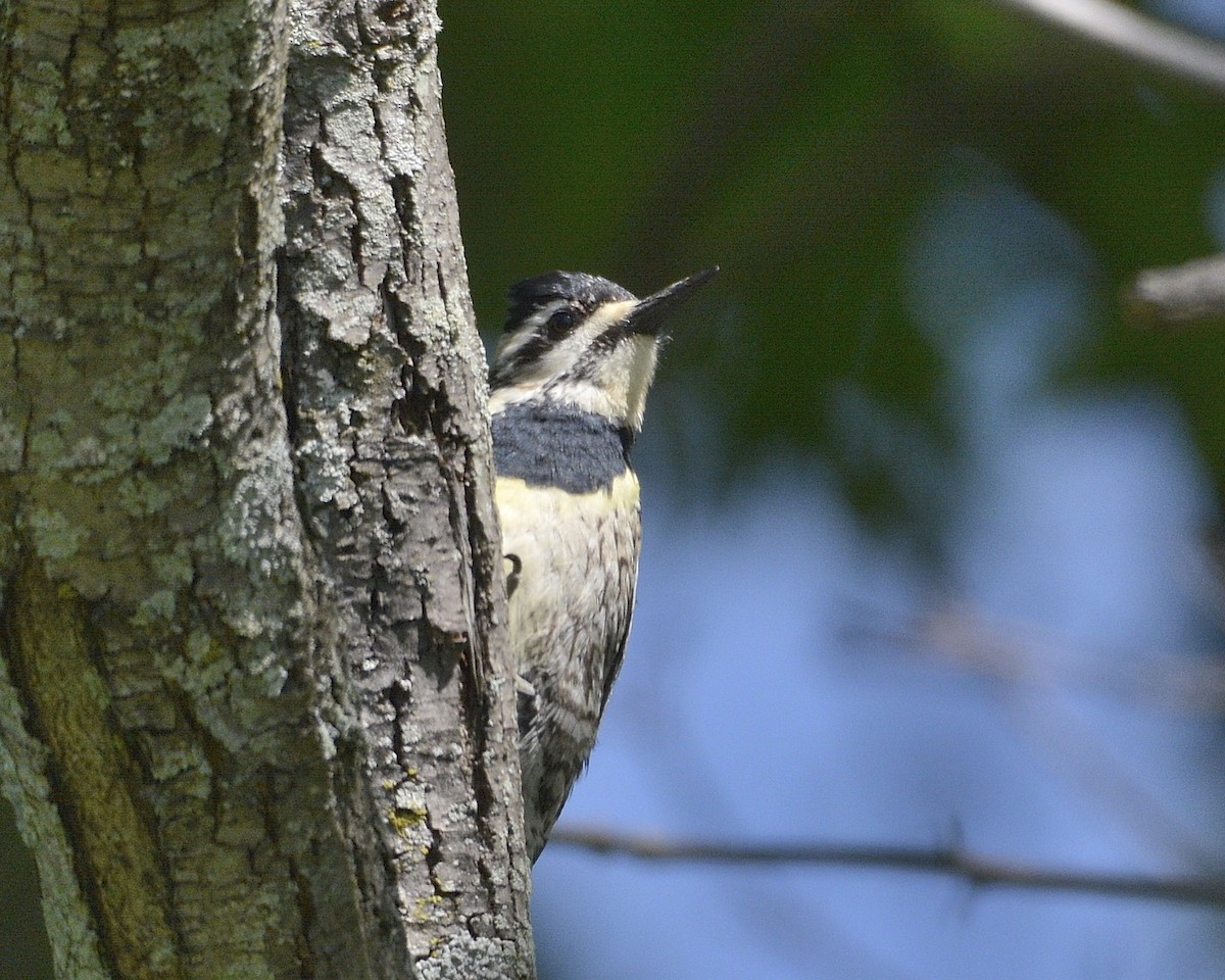 Yellow-bellied Sapsucker - ML452849661