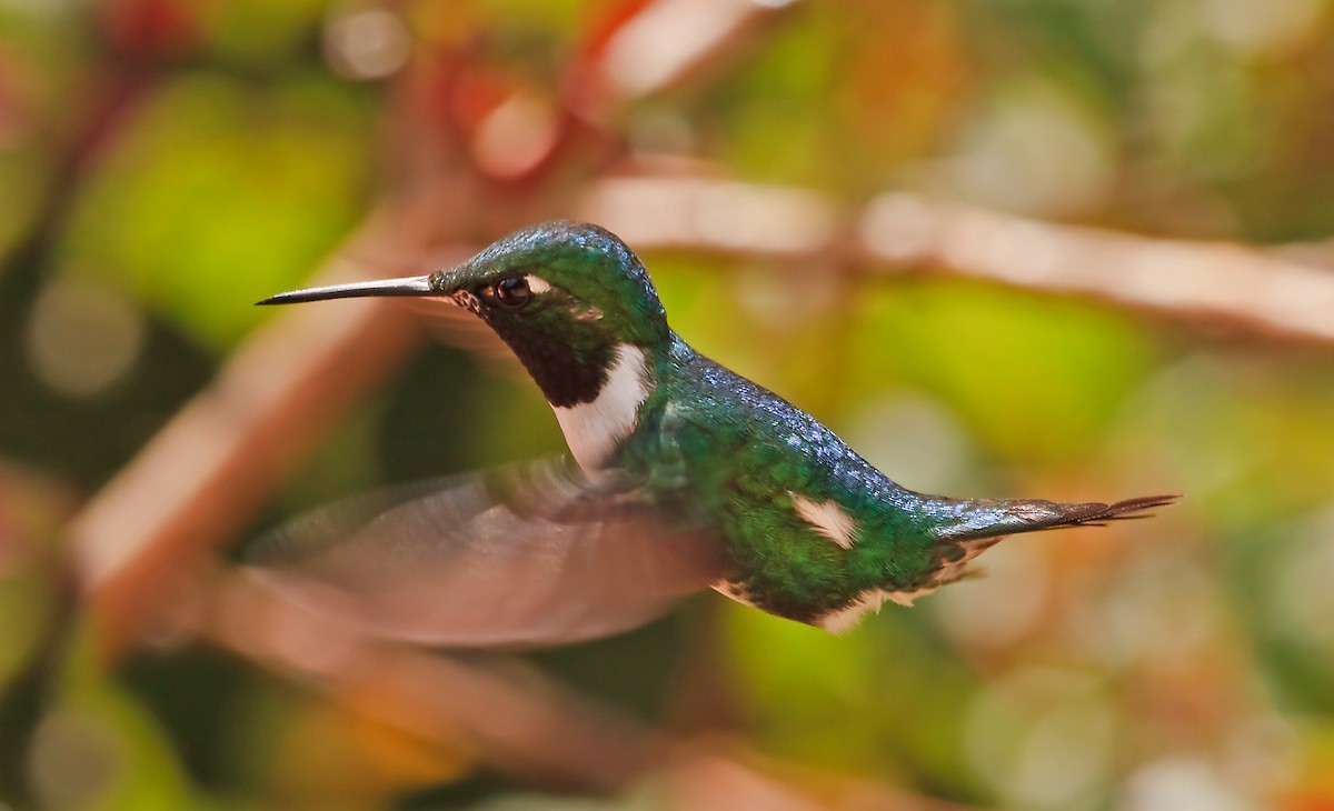 White-bellied Woodstar - ML45284971