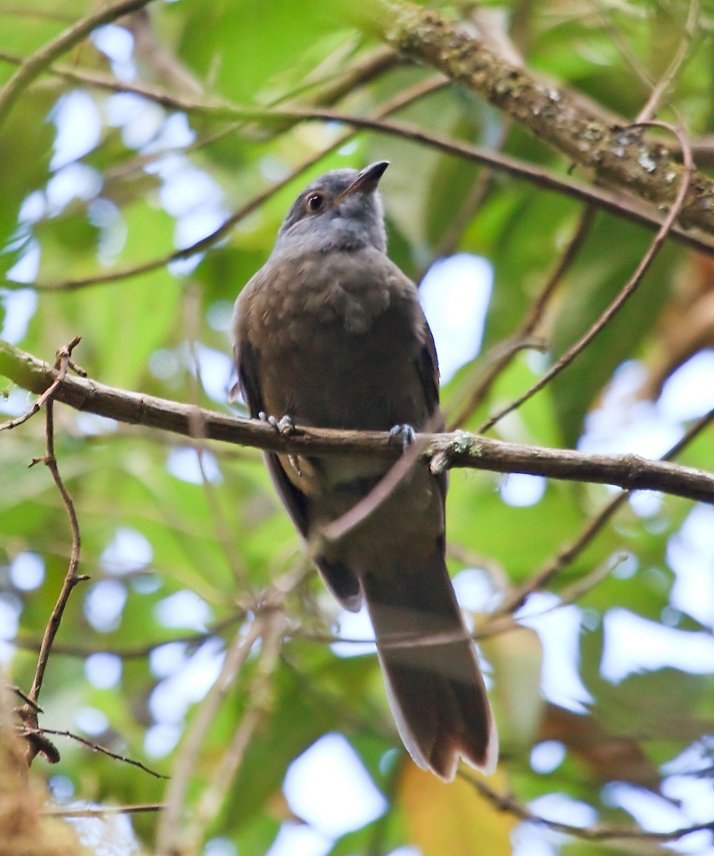 Dusky Piha - ML45285011