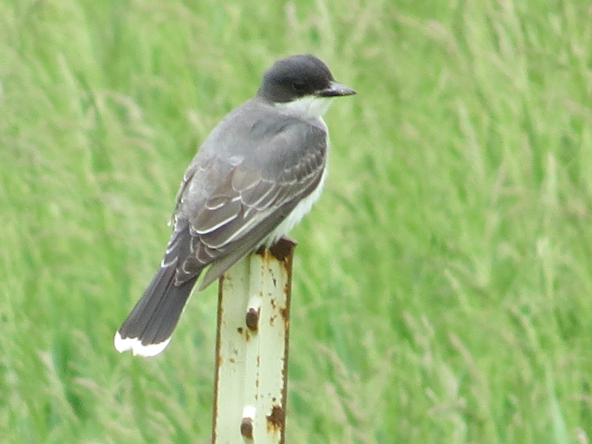 Eastern Kingbird - ML452851751