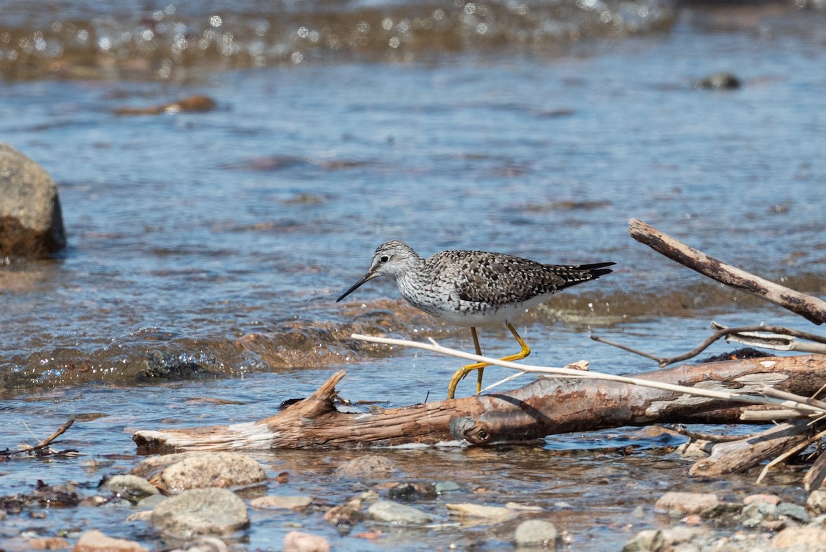 Lesser Yellowlegs - ML452852881