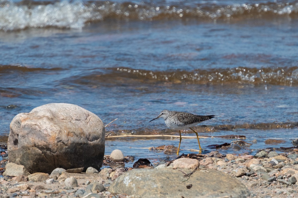 Lesser Yellowlegs - ML452852901