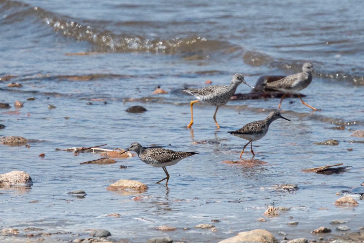 Lesser Yellowlegs - ML452852971