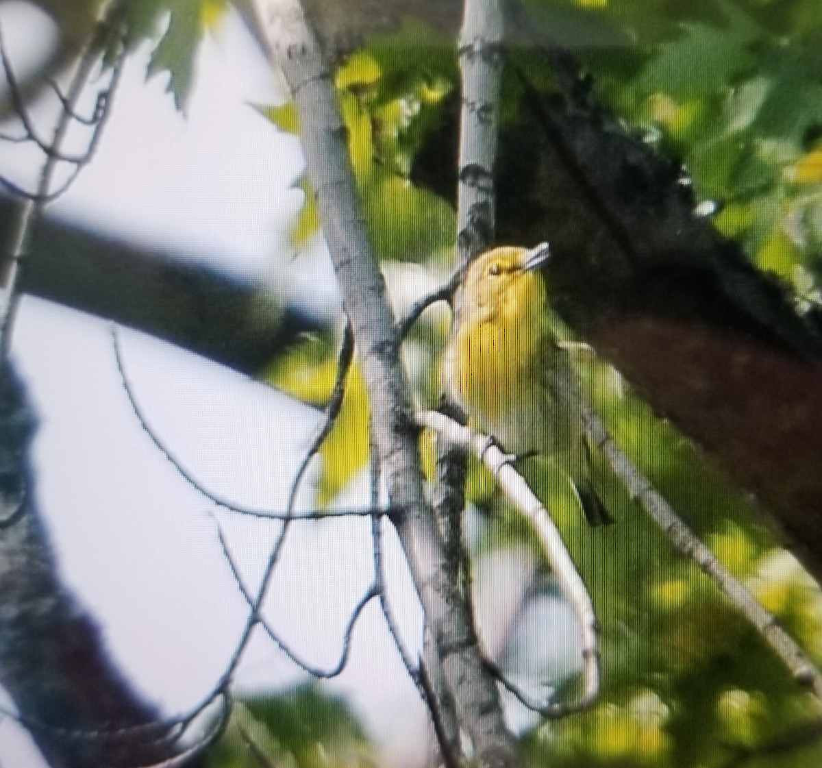 Vireo Gorjiamarillo - ML452853881