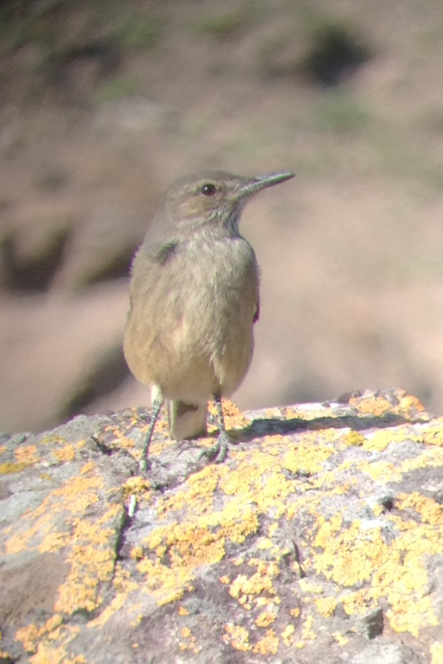 Black-billed Shrike-Tyrant - ML45285391