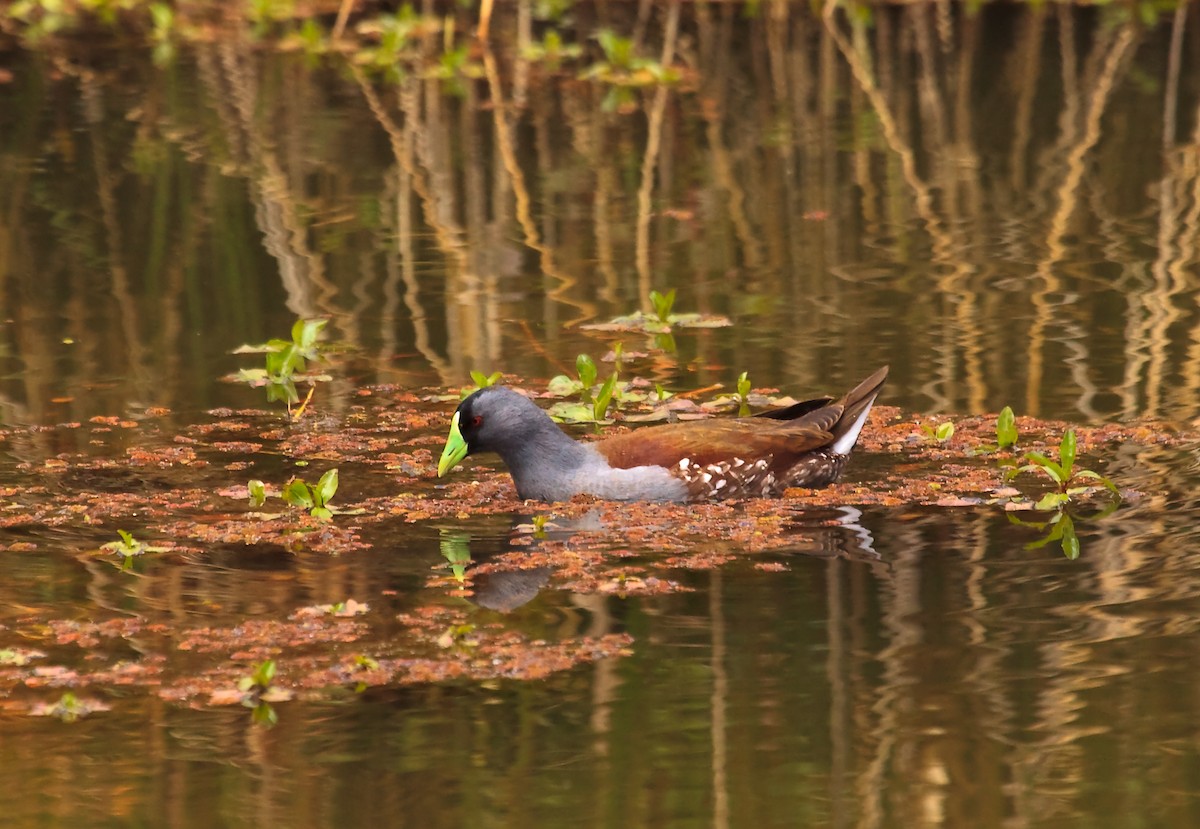 Spot-flanked Gallinule - Nigel Voaden