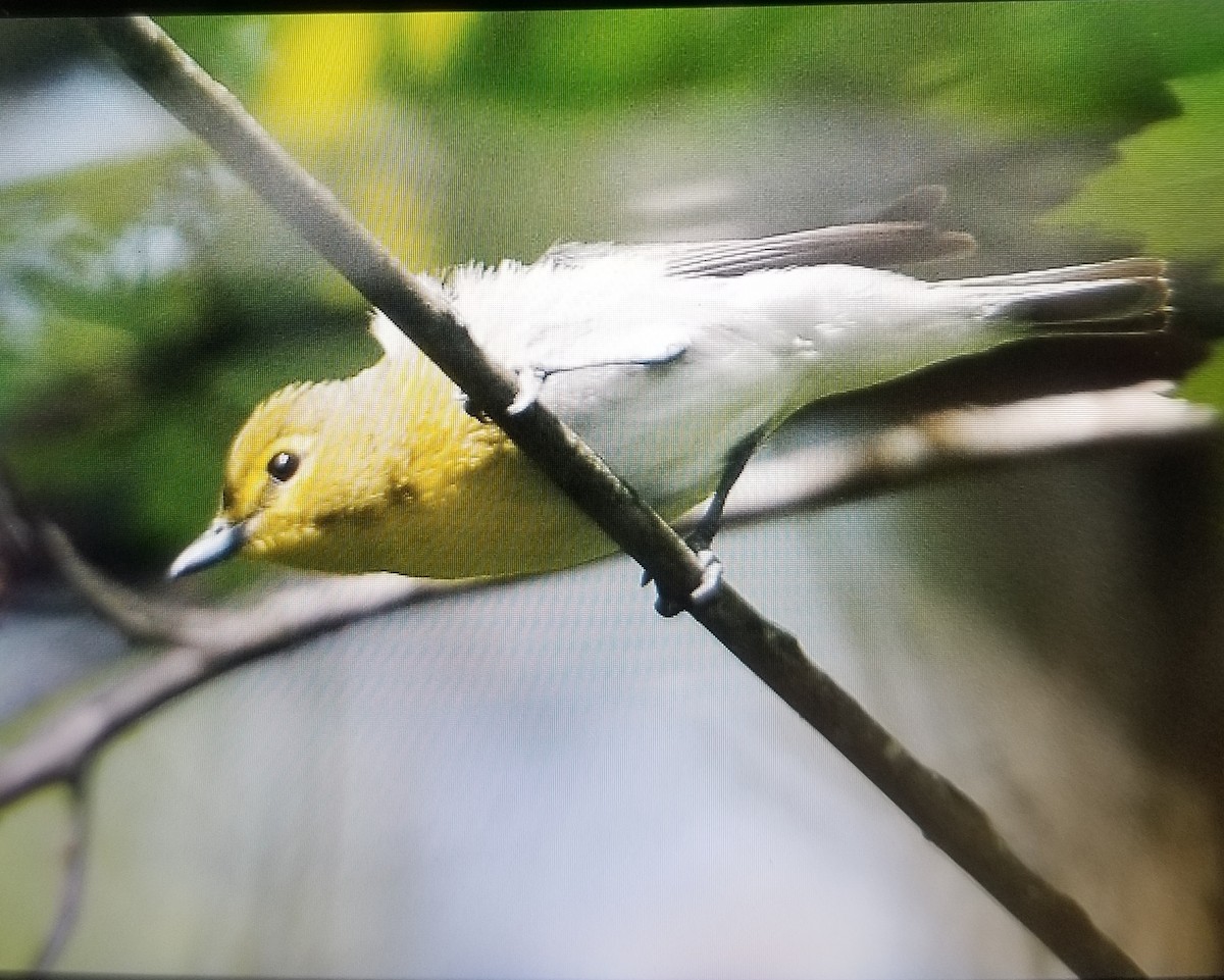 Vireo Gorjiamarillo - ML452854521