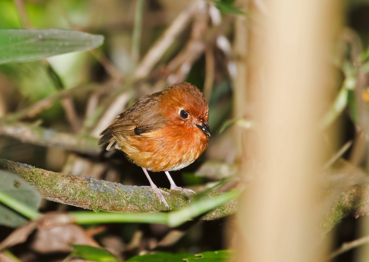 Rusty-breasted Antpitta - ML45285581