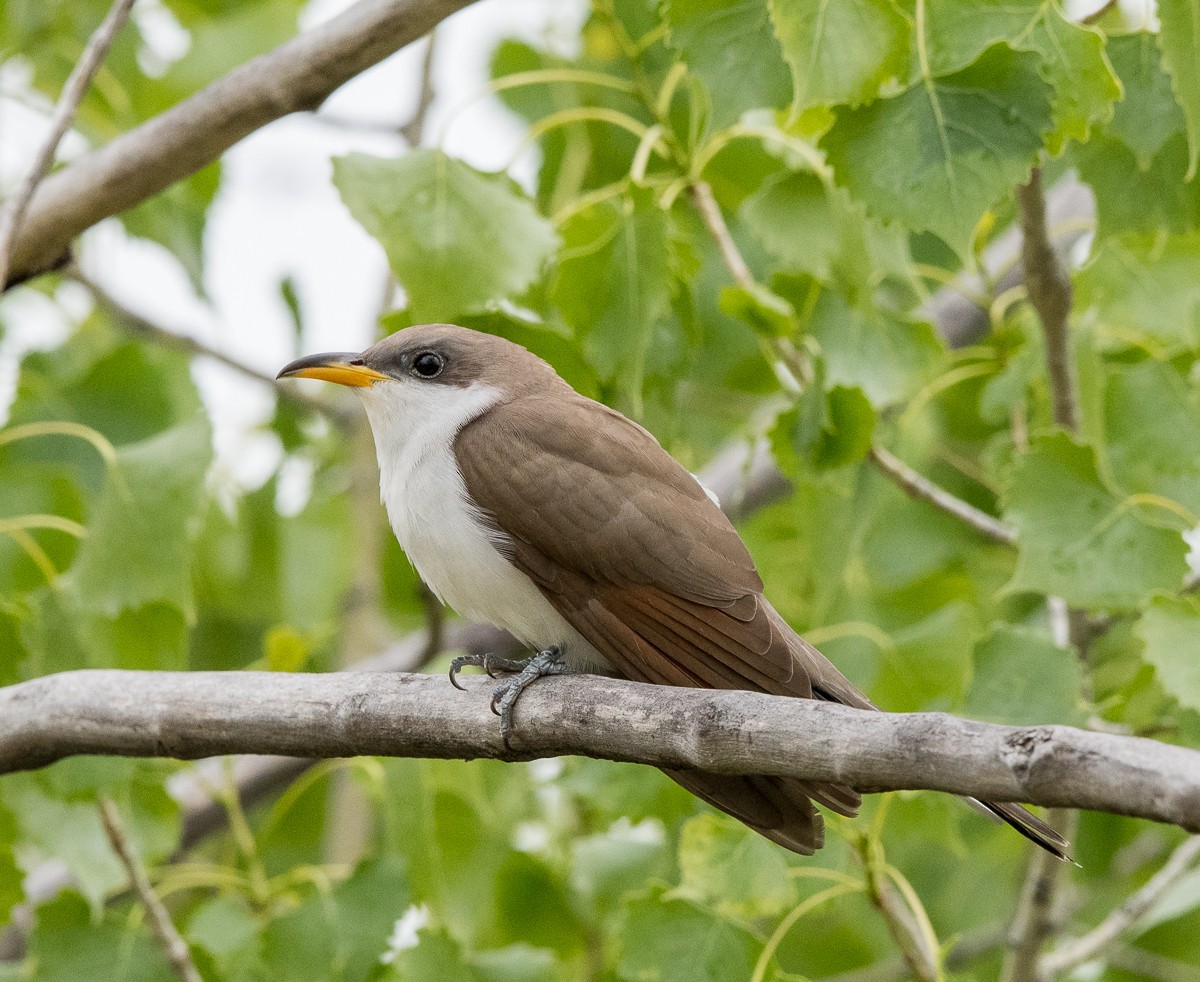 Yellow-billed Cuckoo - ML452855991