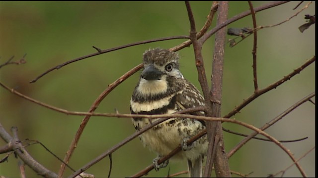 Two-banded Puffbird - ML452856