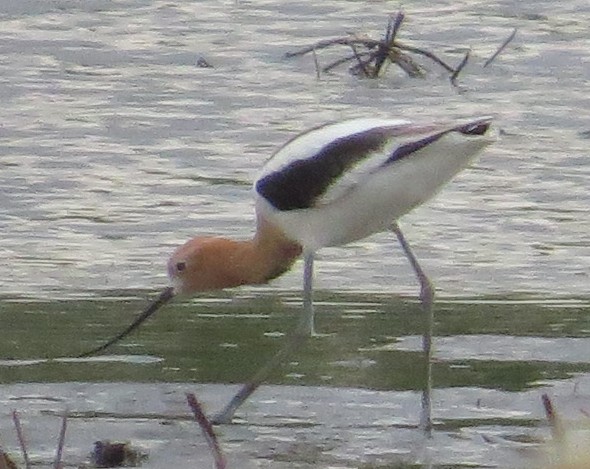 Avoceta Americana - ML452856711