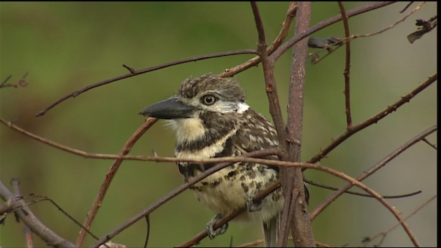 Two-banded Puffbird - ML452857