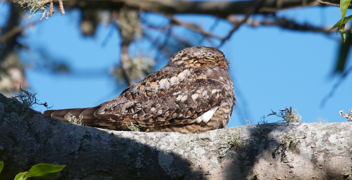 Lesser Nighthawk - ML45285711