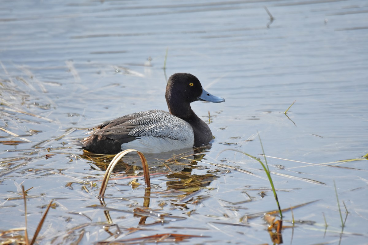 Lesser Scaup - ML452857111