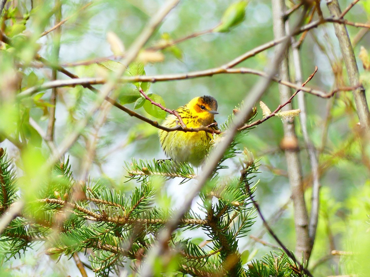 Cape May Warbler - Jacynthe Fortin