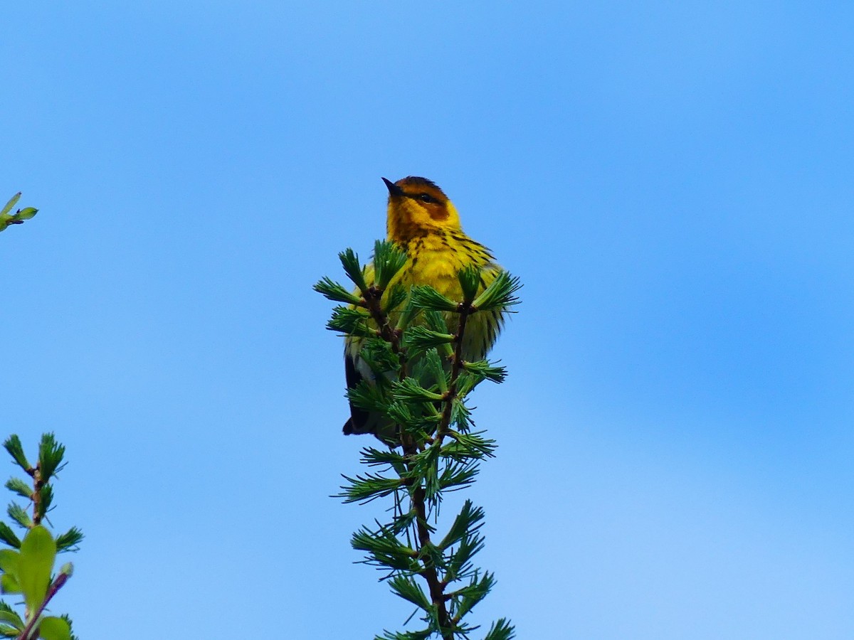 Paruline tigrée - ML452858401