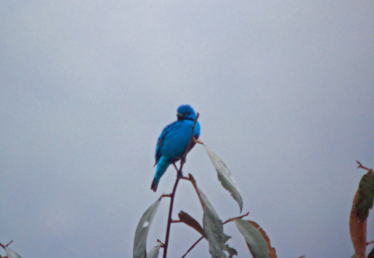 Blue Cotinga - ML45285841