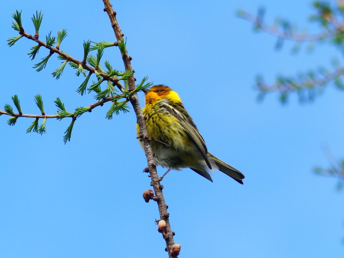 Paruline tigrée - ML452858421