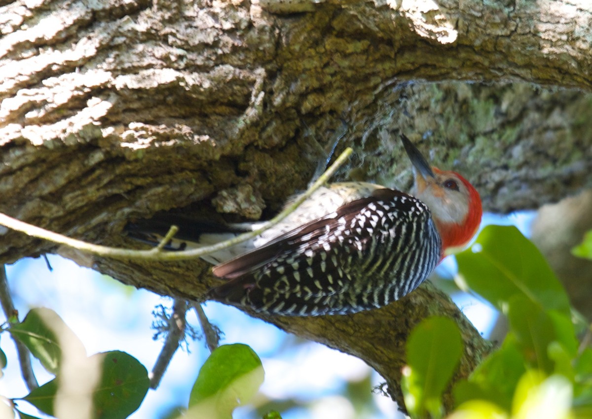 Red-bellied Woodpecker - Matt Brady