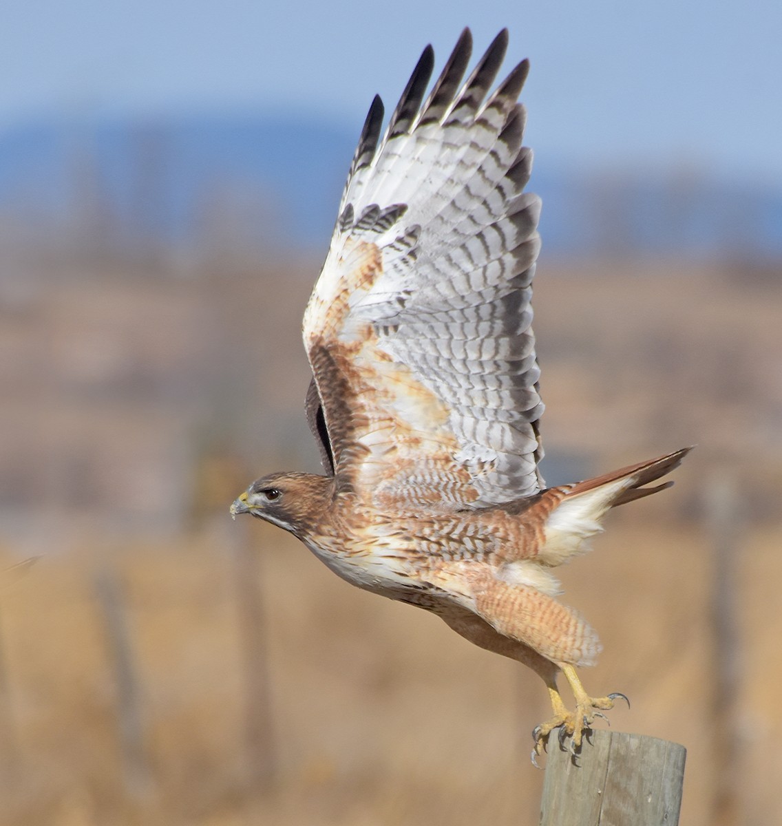 Red-tailed Hawk (calurus/alascensis) - ML45285921