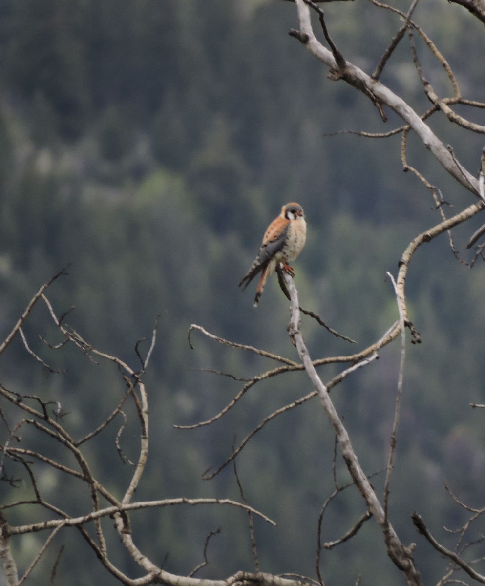 American Kestrel - ML452859271