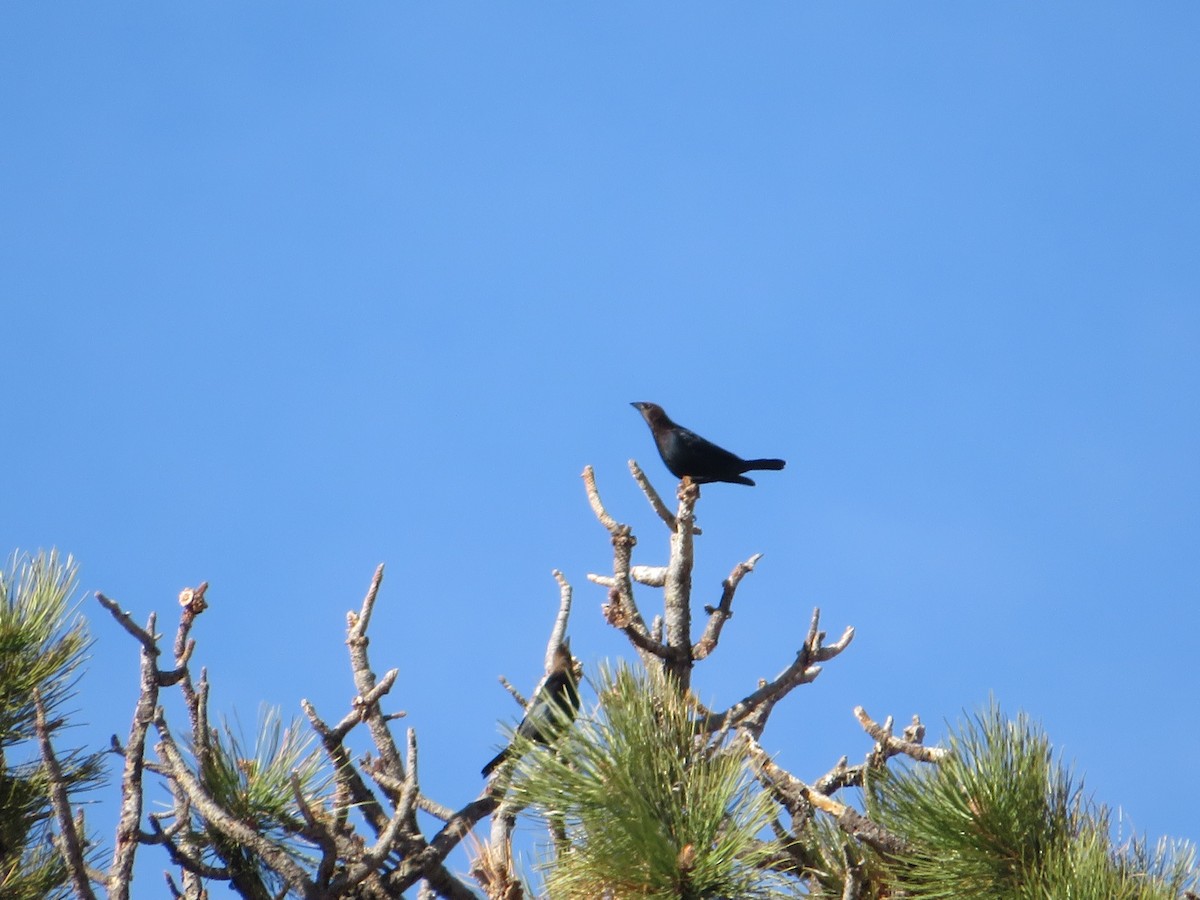 Brown-headed Cowbird - ML452859391