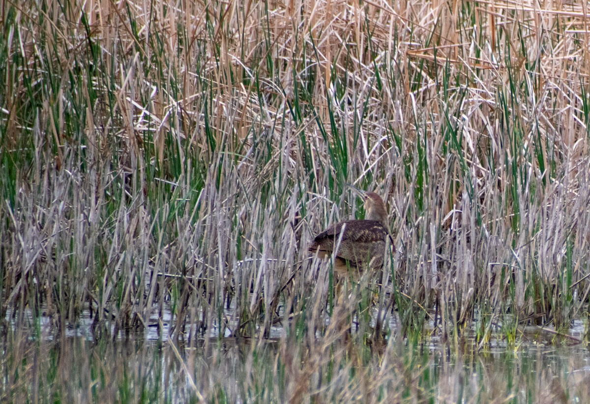 American Bittern - ML452859591