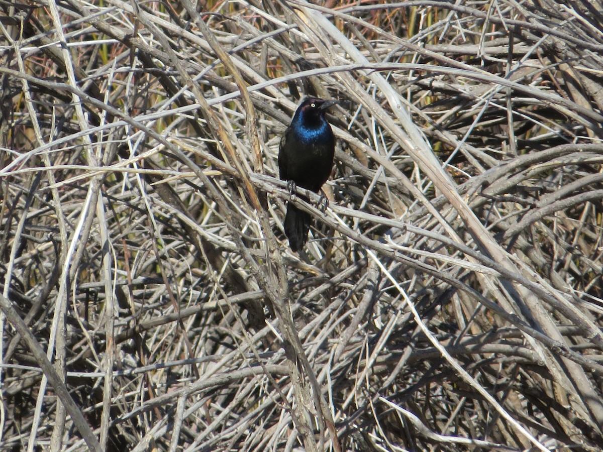 Common Grackle - ML452859651