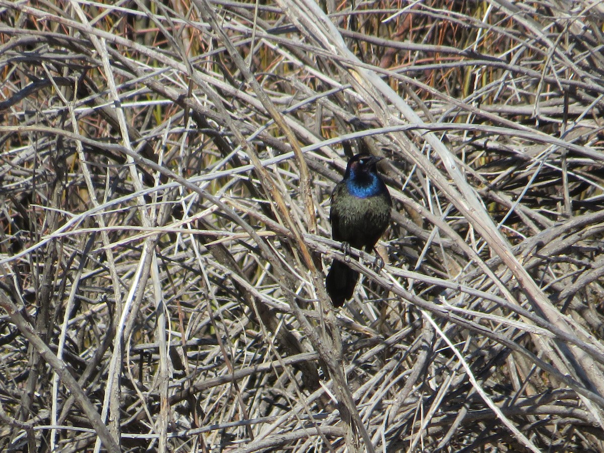 Common Grackle - ML452859661