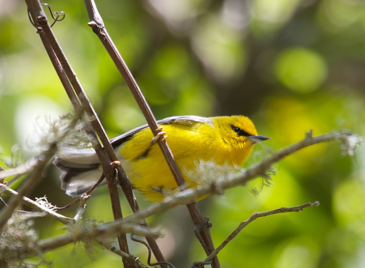 Blue-winged Warbler - Matt Brady