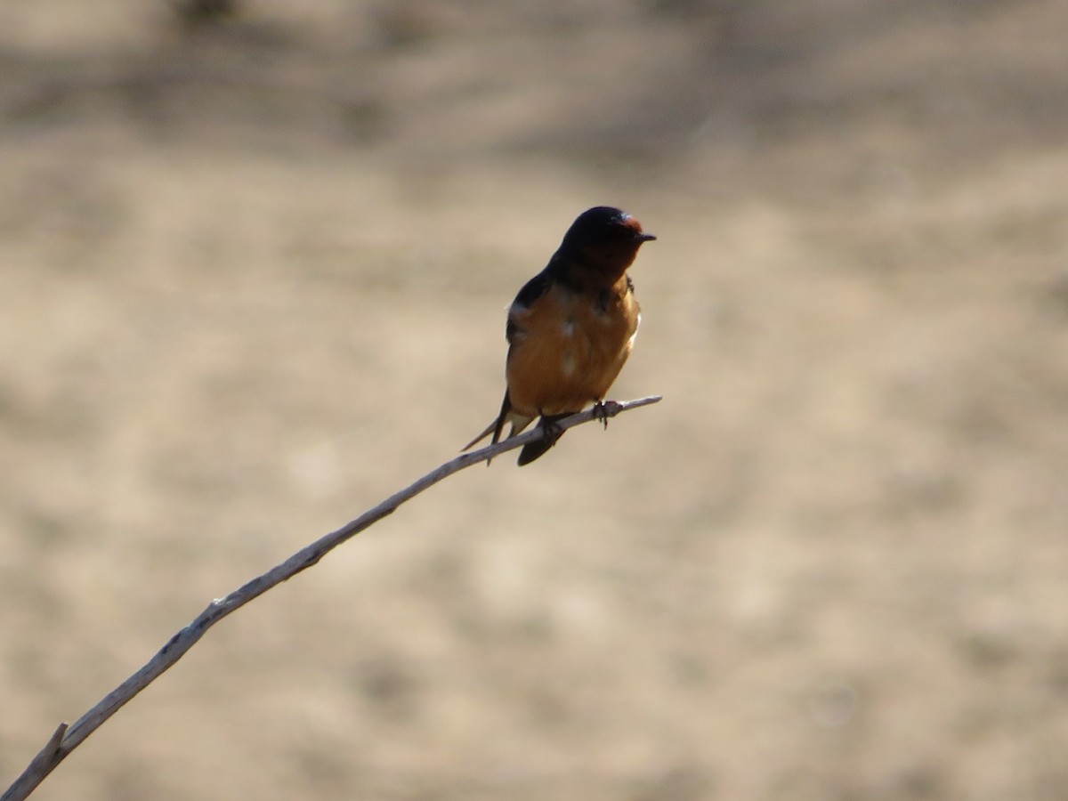 Barn Swallow - ML452860141