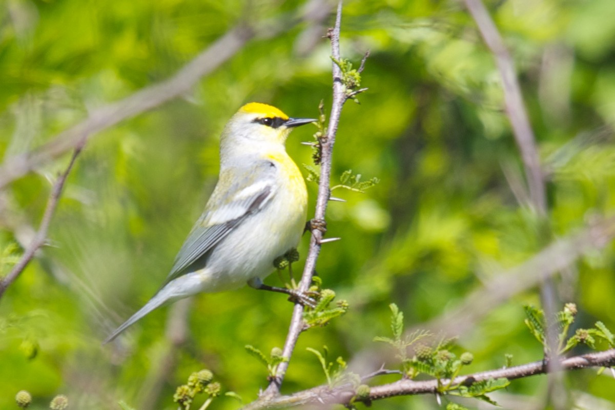 gullvingeparula x blåvingeparula (F1 hybrid) - ML45286041