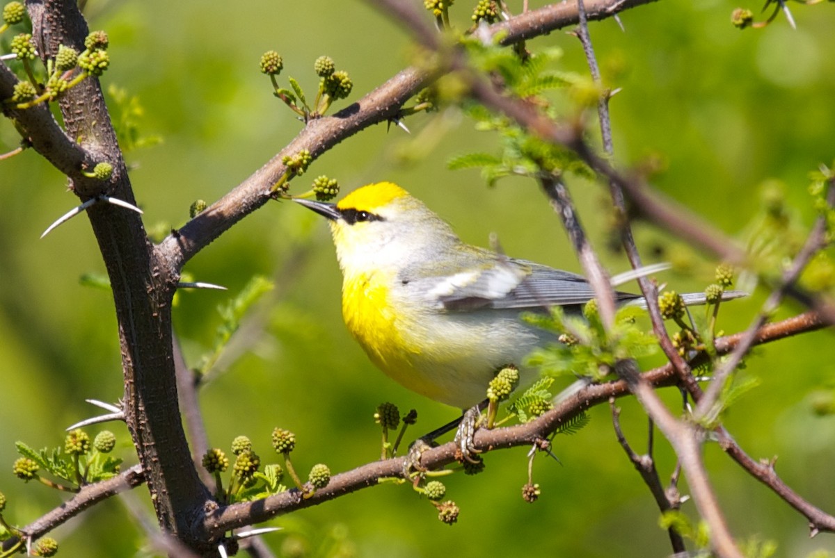 Goldflügel- x Blauflügel-Waldsänger (F1-Hybrid) - ML45286061