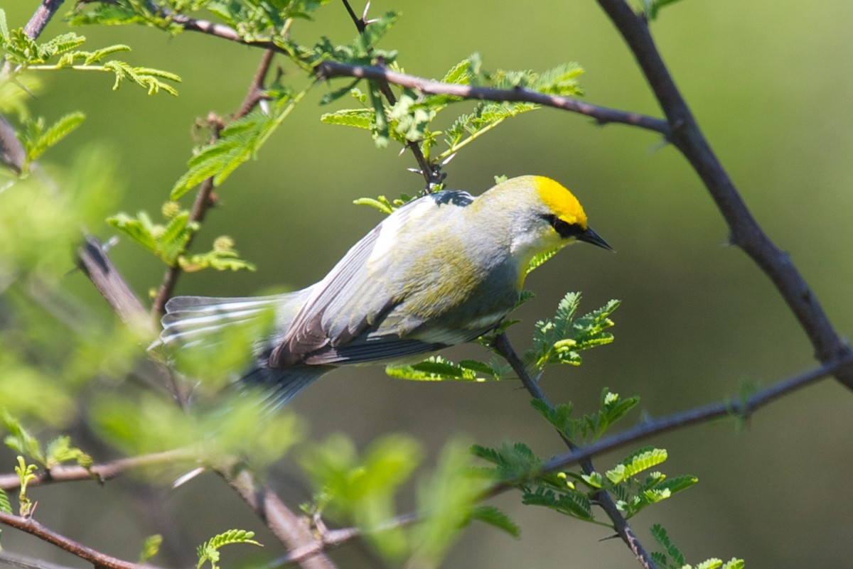 Goldflügel- x Blauflügel-Waldsänger (F1-Hybrid) - ML45286081