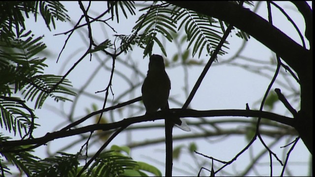 Kızıl Kaşlı Koca Vireo [gujanensis grubu] - ML452861