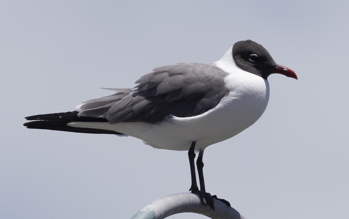 Laughing Gull - Obie Gilkerson