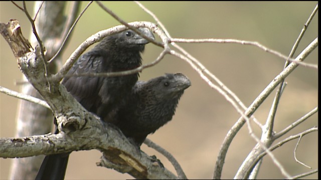 Smooth-billed Ani - ML452862