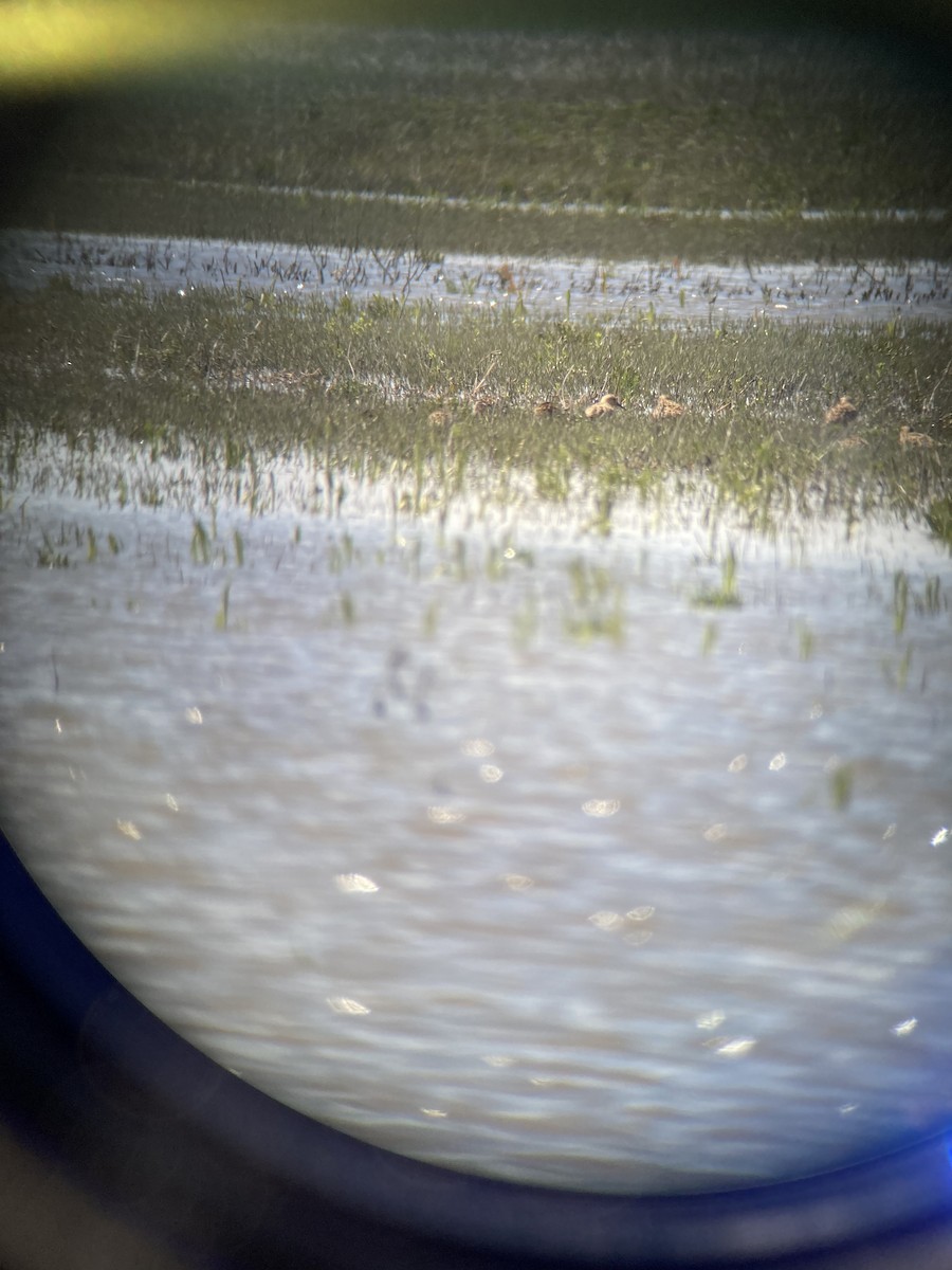 Red Knot - ML452862301