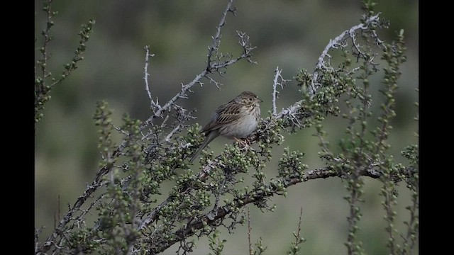 Vesper Sparrow - ML452862581