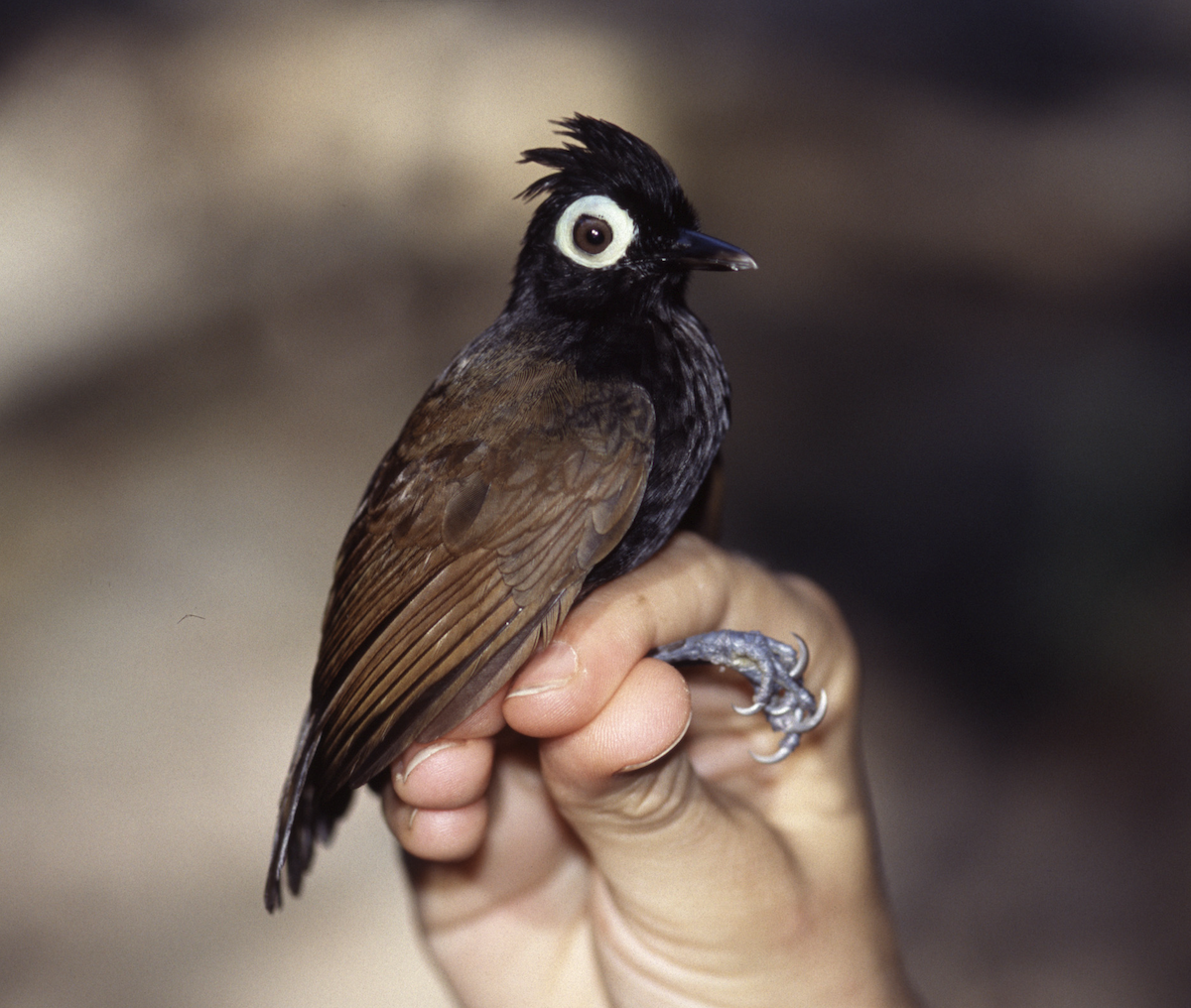 Bare-eyed Antbird - Joseph Tobias